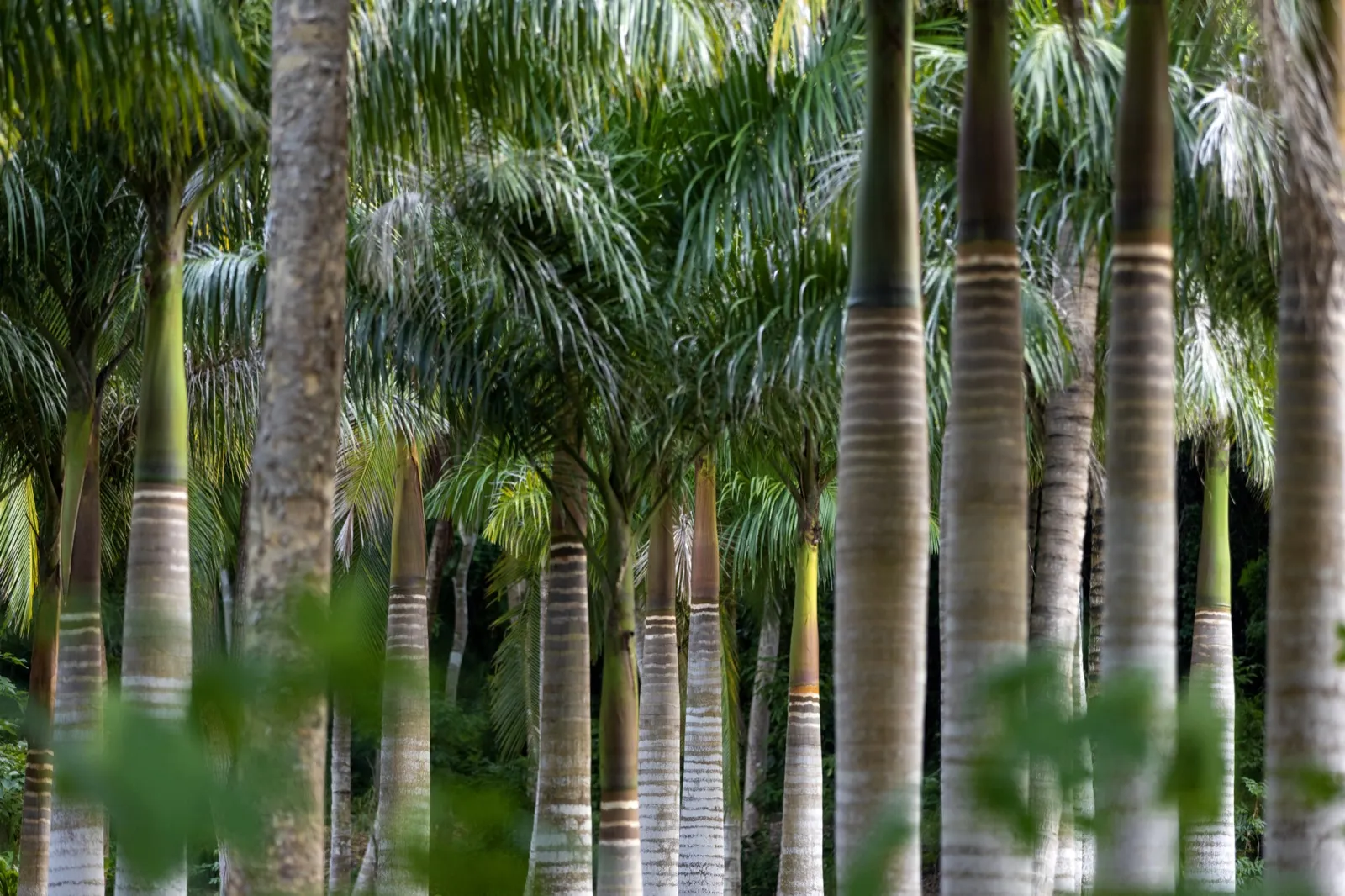 Palm grove inside the reserve