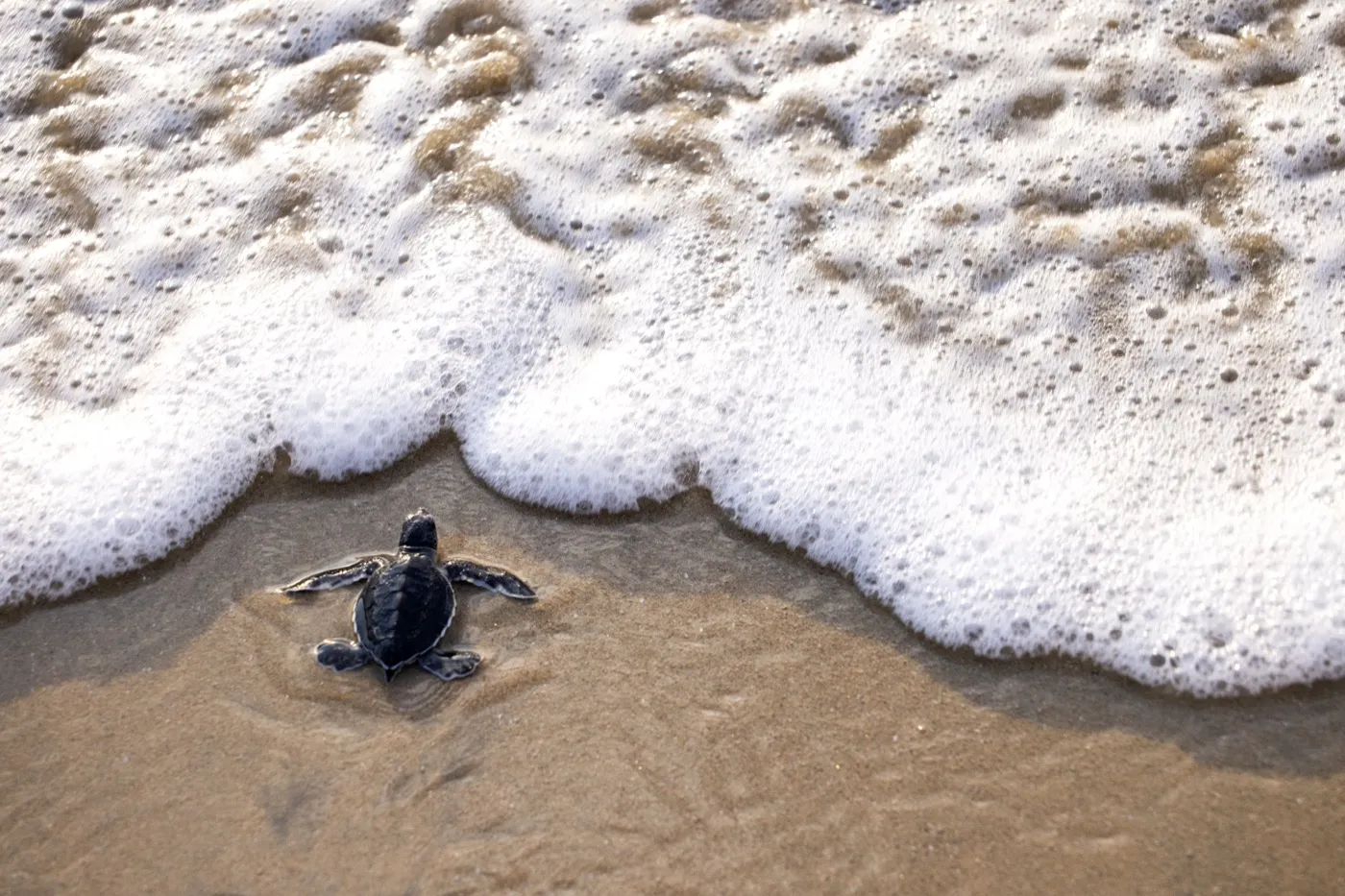 A sea turtle hatchling crossing the sand toward the water